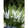 gladiola white prosperity 2