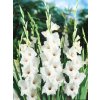 gladiola white prosperity 1