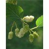 'MORUS ALBA' fehér eperfa, kont. 6l