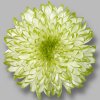 Zembla Lime pluis chrysant groen bloem hr