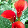 Kala 'Zantedeschia Red'