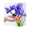 iris hollandica blue magic