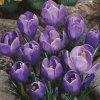 large flowering crocus bulbs blue