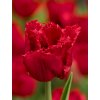 Red Wing Tulipa 1