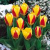 Tulip Stresa 0002826 2 97190