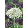 purple white allium