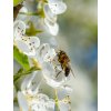 pear blossom bee stock