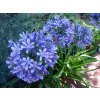 agapanthus umbrellatus blue