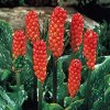 arum italicum