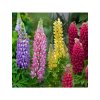 Lupinus mixed