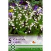 Konvalinka 'Convallaria Majalis' 5ks