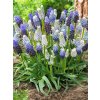 muscari