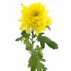Chryzantémy rezané veľkokveté 'PALISADE YELLOW'2