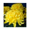 Chryzantémy rezané veľkokveté 'PALISADE YELLOW'1
