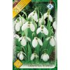 galanthus