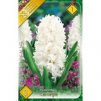 hyacinthus carnegie