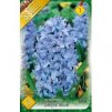 hyacinthus delfts blue