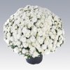 garden mum celestial white garden mum bh CHYCW 02