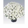 Chryzantémy črepníkové multiflora biele FAIR WHITE