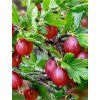 'HINNONMAKI ROT' piros egres bokor, kont. 2l