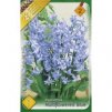 hyacinthus multiflowered blue