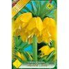 Fritillaria Imperialis 'MAXIMA LUTEA'