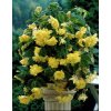 yellow trailing pendula begonia (3) 3537 p