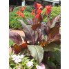 canna red leaves 2
