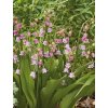 convallaria majalis rosea 2
