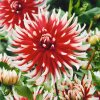 Dahlia Friquolet 0008128 89086