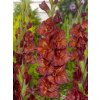 gladiola duo chocolate