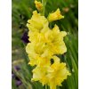 gladiola lemon drop
