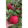 Jabloň zimná 'GALA' podp. M26, voľnok.