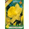 narcissus trumpet dutch master