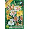 alstroemeria mixed