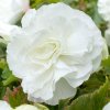 Begonia Double White 0002162 3 98987