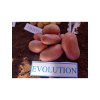 Sadbové zemiaky 'Evolution' Morené minihľuzy, 1 kg