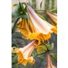 Trombitavirágú Liliom 'Lilium African Queen' - 1db