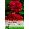 paeonia red