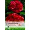 paeonia red