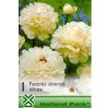 paeonia white