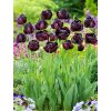 tulipan black hero