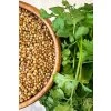 Is Coriander the Same as Cilantro 1 ezgif.com webp to jpg converter