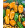 Paprika 'Hamík' 30 semien
