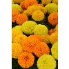 80366 4 Tagetes taishan mix