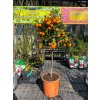 Mandarínka 'CALAMONDIN' v kont. 20 cm