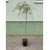 Japán fűz Salix integra 'PENDULA' 5l-es konténerben