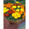 french marigold mix