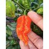 Priesady Paprika Chilli 'BHUT JOLOKIA ORANGE' 5ks