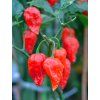 Bhut Jolokia Red